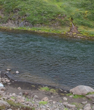 Hofsa (salmon)