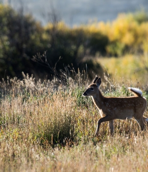 Missouri River Ranch