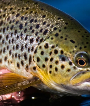 Missouri River Ranch