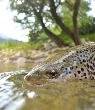 Flyfishing Slovenia 