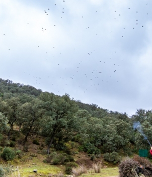 La Nava - Partridge Shooting