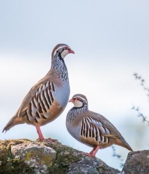 Los Melonares - Partridge Shooting