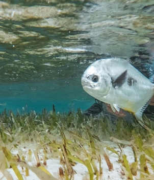 Blue Horizon Fly Fishing Lodge 