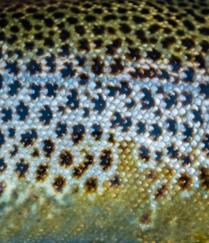 Myrarkvisl (salmon & trout)