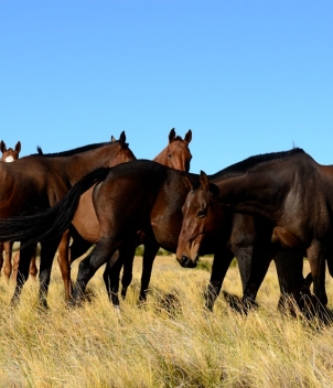 Estancia Arroyo Verde