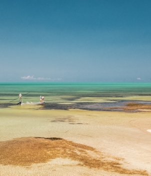 Palometa Club