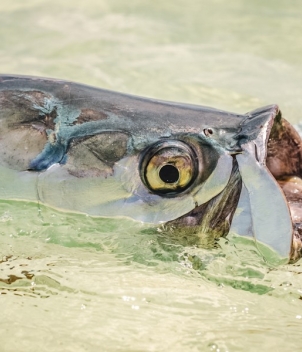 Palometa Club