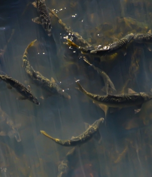 Yellowfish trips, South Africa 