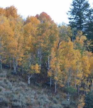 South Fork Lodge