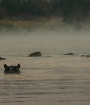 Ngombe Zambezi River Lodge, Zambia