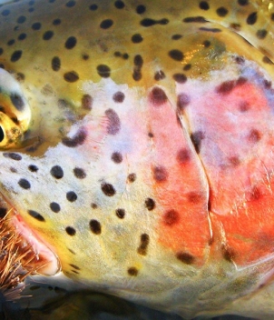 Bristol Bay Lodge