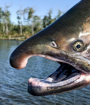 Bristol Bay Lodge