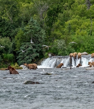 Royal Wolf Lodge