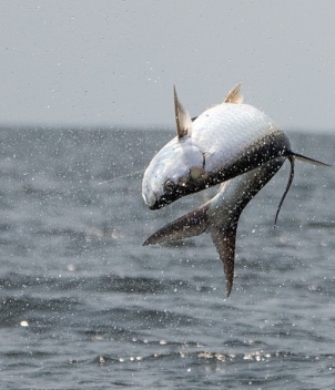 Port Gentil Tarpon Experience