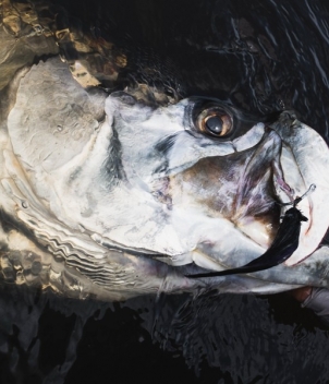 Port Gentil Tarpon Experience