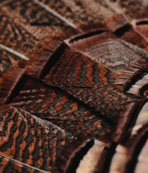 Wesley Hodges Fly Fishing & Bird Hunting