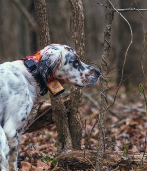 Wesley Hodges Fly Fishing & Bird Hunting
