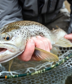 Wesley Hodges Fly Fishing & Bird Hunting