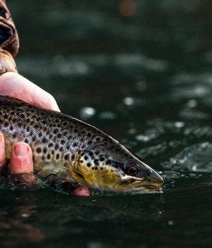 Wesley Hodges Fly Fishing & Bird Hunting