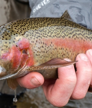 Wesley Hodges Fly Fishing & Bird Hunting