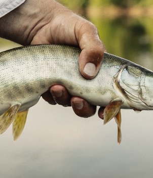 Wesley Hodges Fly Fishing & Bird Hunting
