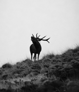 Red Stag at Foyel 
