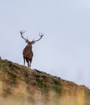 Red Stag at Foyel 