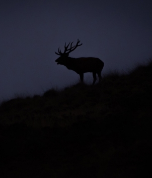 Red Stag at Foyel 