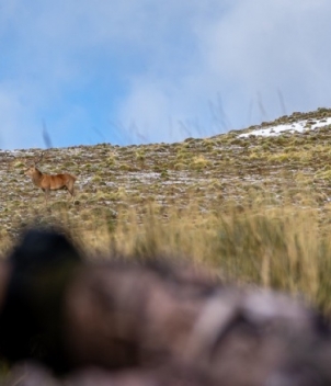 Red Stag at Foyel 