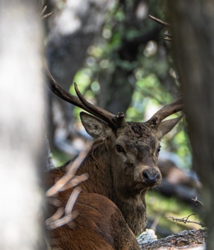 Red Stag at Foyel 