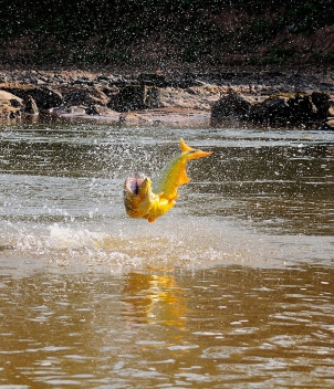 Tsimane - Agua Negra Lodge