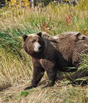 Copper River Lodge