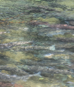Copper River Lodge