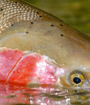Steelhead Valhalla Lodge