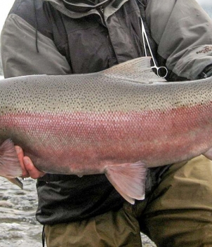 Steelhead Valhalla Lodge