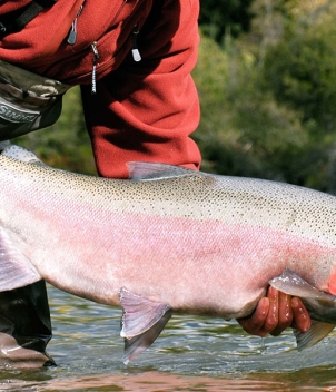 Steelhead Valhalla Lodge