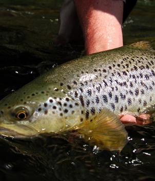 Fiordland Lodge