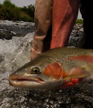 Fiordland Lodge