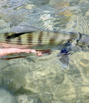 Abaco Lodge