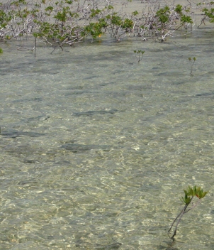 H2O Bonefishing