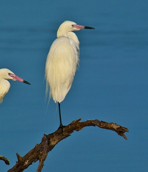 Kamalame Cay