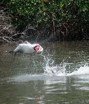 Belize River Lodge