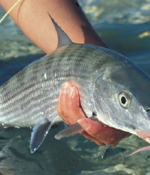 Belize River Lodge
