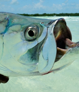 Belize River Lodge