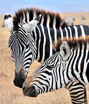 Photographic Safari in East Africa, July/August 2024