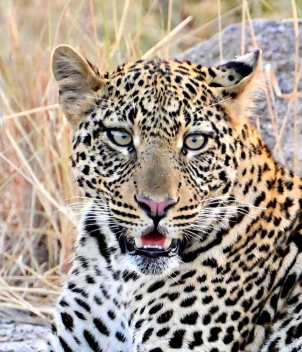 Photographic Safari in East Africa, July/August 2024