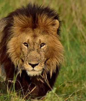 Photographic Safari in East Africa, July 2024